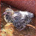 [baby pigeon, no shit!]