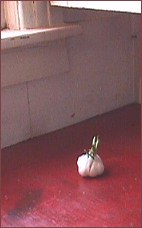 [ i left the garlic, maybe a garlic tree will grow in my house ]