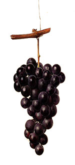 [grapes. click the link, it's worthwhile]