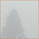 [this was all we could see of the trees, its not much]