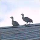 [baby turkeys on the roof]