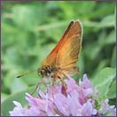 butterfly from a summer walk