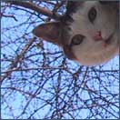 [kittie in a tree and I want to touch it]