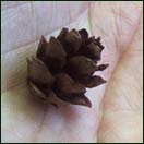 pinecone from our walk last weekend
