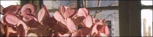 [dried flowers on the porch]