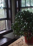 [jade plant!]