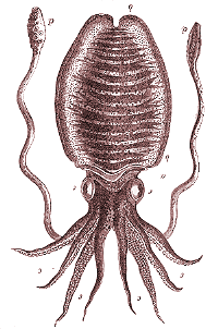 [the elusive giant
 squid]