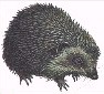 hedgehog