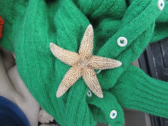 starfishsweater