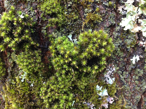 moss