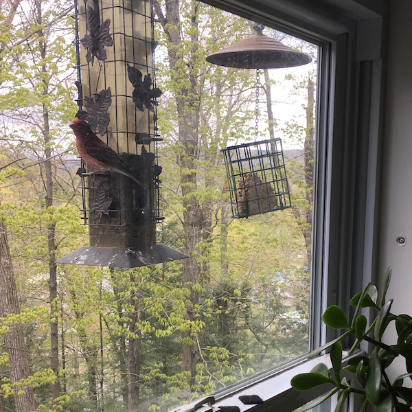finch on the feeder