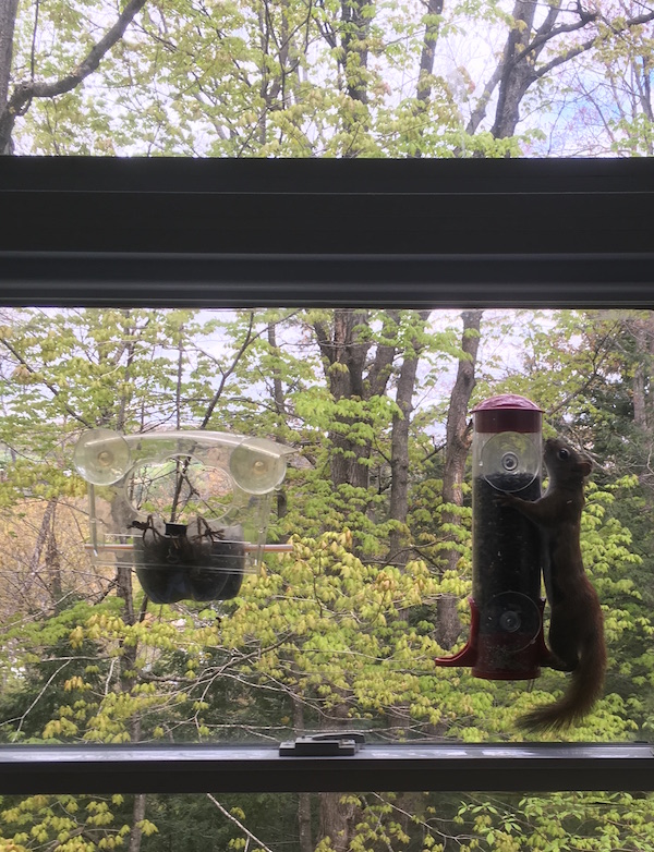 red squirrel on my feeder