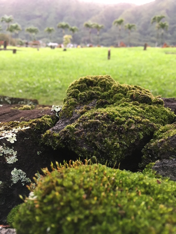 moss growing in a cemetery wall