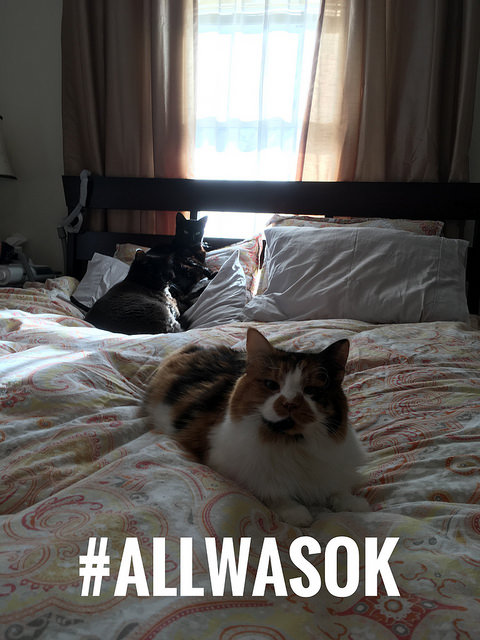 three cats on a colorful bed with the #allwasok hashtag on it.