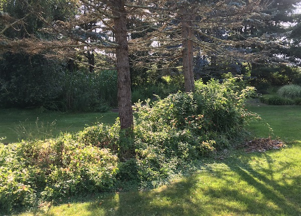 two trees in an overgrown berm