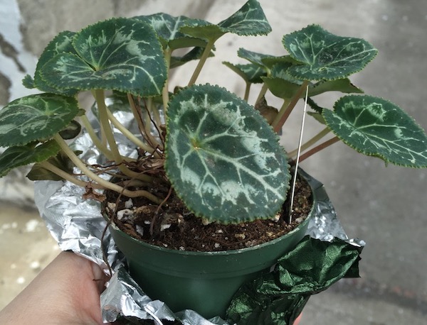 a small plant in a small plant container, held by a pale looking hand