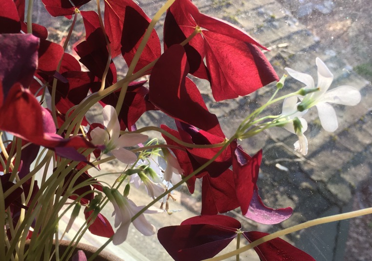 flowers bending towards a sunlit window