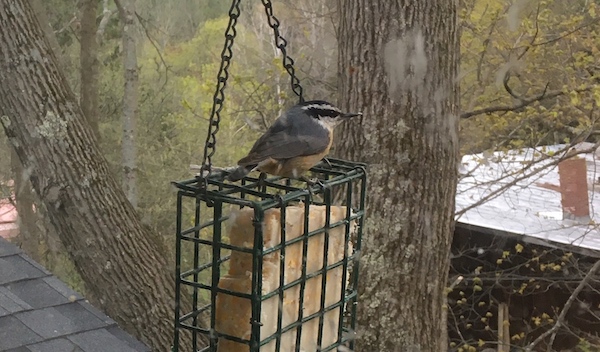 red breasted nuthatch sitting on a suet cage with suet in it