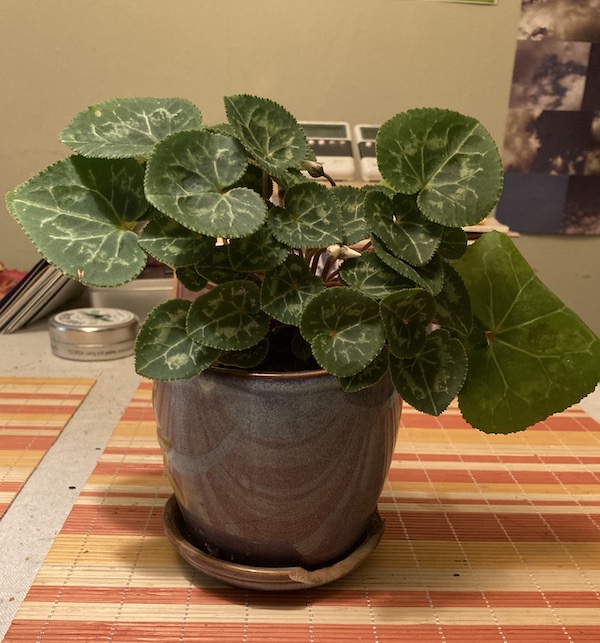 a very healthy looking plant on my kitchen table in a new pot from last year