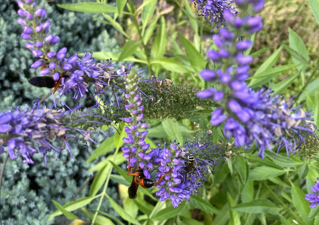 wasps on some really lovely purple flower